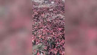 Miles de pepinos de mar rosados cubren las playas de Tailandia: el v&iacute;deo del fen&oacute;meno que desconcierta a los cient&iacute;ficos