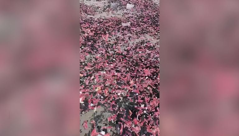 Migliaia di cetrioli di mare ricoprono le spiagge della Thailandia, gli scienziati indagano: il video