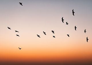 Milioni di uccelli stanno per solcare i cieli italiani passando dallo Stretto di Messina