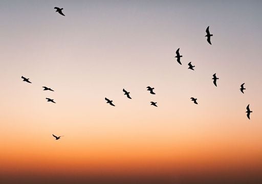 Milioni di uccelli stanno per solcare i cieli italiani passando dallo Stretto di Messina