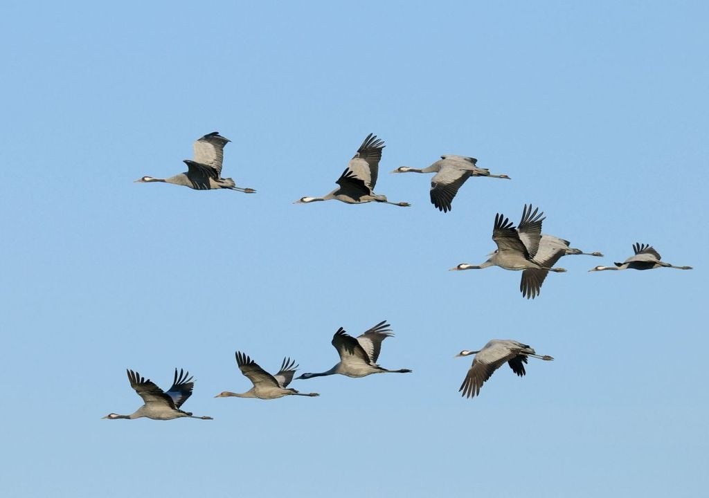 Dai piccoli luì ai maestosi rapaci, passando per cicogne e gru, il cielo diventa un teatro vivente. Ogni primavera e ogni autunno oltre due miliardi di uccelli migratori sorvolano la penisola italiana. È una cifra che lascia senza fiato.