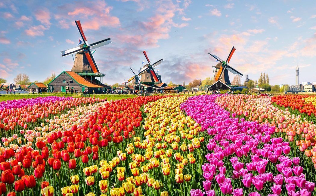 Escena idílica de los tulipanes en los Países Bajos, que este año no se repetirá: muchas flores se están tirando a los vertedeos