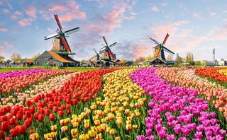 Millones de flores a la basura