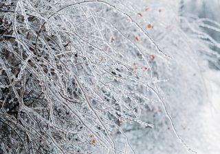 Millones están en alerta en EE.UU., por congelación de la piel en tan solo 10 minutos