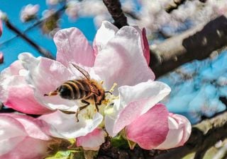 MIM y Fundaci&oacute;n Beelove se unen para impulsar la protecci&oacute;n de las abejas en Chile