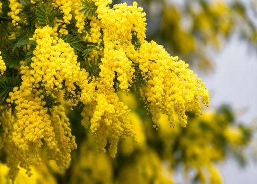 Mimosa d'hiver : pourquoi cette fleur si pris&eacute;e est-elle aussi pr&eacute;cieuse que toxique, notamment en M&eacute;diterran&eacute;e ?