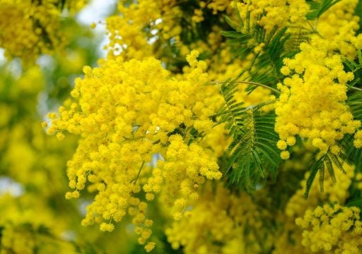 Mimosa e cambiamenti climatici: il fiore simbolo dell&rsquo;8 marzo fiorisce sempre prima