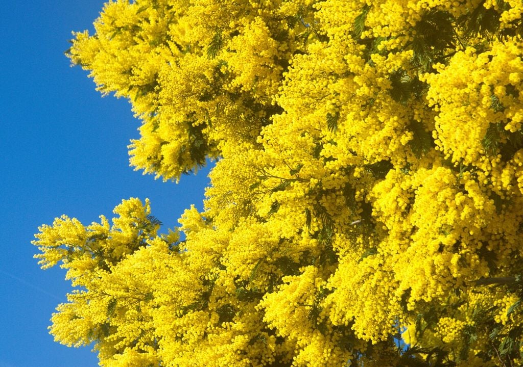 Con inverni più miti la mimosa fiorisce già a gennaio e febbraio