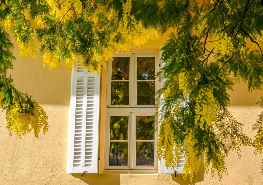 La mimosa è una pianta eliofila, amante del sole