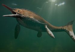 Dragão do mar de 10 metros de comprimento encontrado no Reino Unido