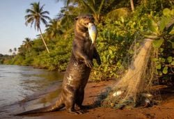 4 especies de animales que solo existen en la Amazonía y están en peligro de extinción