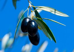 6 productos chilenos con denominación de origen que debes conocer en el Mes de la Cocina Chilena