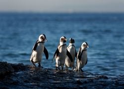 60,000 pingüinos muertos: ¿Qué más hará falta para que finalmente abordemos la sobrepesca y el calentamiento global?