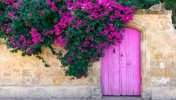 7 trepadoras ideales para sumar altura, color y un toque de elegancia a tu jardín