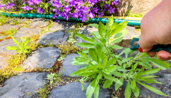 Achtung Risiko! Essig-Salz-Unkrautkiller Trend: Warum der DIY-Hack deiner Terrasse mehr schadet als er nützt.