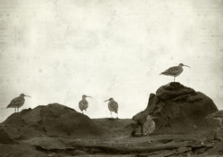 ¡Adiós para siempre! La UICN confirma 6 animales declarados extintos en 2025