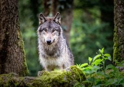 Alemania autoriza la caza del lobo tras el aumento de ataques al ganado: ¿qué dicen los expertos sobre esta decisión?