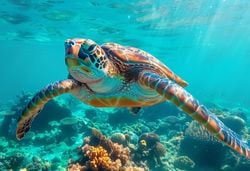 ¡Alerta ambiental! EE. UU. reabre zona protegida del Atlántico a la pesca comercial