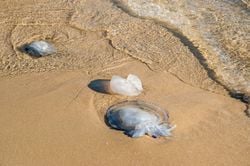 Llegada masiva de medusas "bola de cañón" por calor extremo, advierten no tocarlas