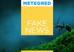 Alerta, fake news: podem as formigas prever a chuva e o final da seca?