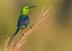 Alguns pássaros cantam a mesma melodia por vários milhares de anos