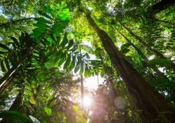 Protección de la Amazonia en Brasil: grupos indígenas obtienen derechos