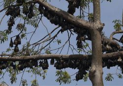 Amazonas: el riesgo de una posible pandemia en el hábitat de miles de murciélagos