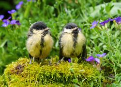 Cambio climatico: distintos efectos en aves a largo plazo