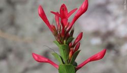 Após 12 anos, cientistas identificam nova espécie de planta na Mata Atlântica