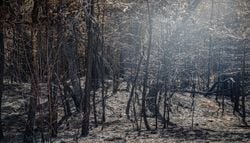 Après les incendies, faut-il laisser la forêt de Fontainebleau renaître naturellement ?