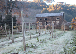 Ar frio intenso traz 'sabor' do inverno a partir deste fim de semana