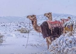 Arabia Saudí registró su primera nevada en 30 años: ¿por qué nevó en el desierto?