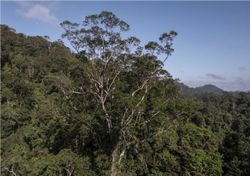 Asombroso árbol gigante es descubierto en la selva amazónica de Brasil