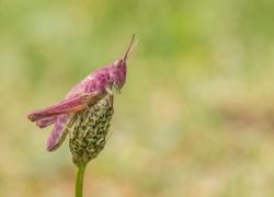 Você já viu um gafanhoto rosa? Extremamente raro, um exemplar foi observado na Nova Zelândia!