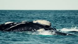 Ballenas en Península Valdés: lo que sus viajes cuentan sobre el mar patagónico