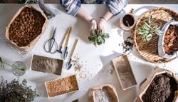 ¿Bonito o beneficioso? Los adornos más populares para plantas de interior puestos a prueba