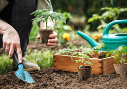 Calendario de siembra de febrero: qué plantar este mes para tener un huerto productivo todo el año