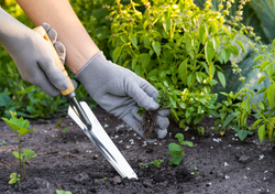 Calendario del huerto: qué plantar y cuáles son las tareas de enero