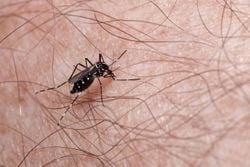 Cambio climático, urbanización y adaptación del mosquito, son la causa de brotes de dengue