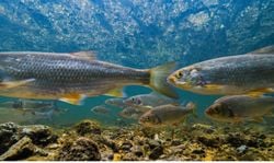 ¡Catástrofe en los ríos! Casi la mitad de los peces de agua dulce en Europa, al borde de la extinción