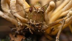 Este hongo que inspiró The Last of Us convierte a los insectos en zombis. ¿Podría hacer lo mismo con los humanos?