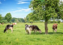 Ces départements français comptent plus de vaches… que d'habitants !