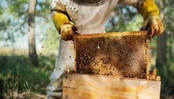 Chaleur et sécheresse : la récolte de miel en chute cette année en France