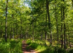 Découvrez les forêts de demain