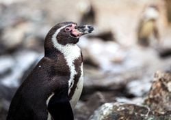Chile abre consulta ciudadana para declarar al pingüino de Humboldt Monumento Natural