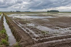 Chuva pode superar 125 mm em 24 horas e desafiar a semeadura do arroz no RS