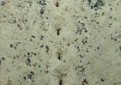 Científicos perplejos por misteriosos agujeros en el fondo del Atlántico