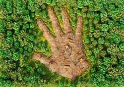 Clima modificado por la deforestación reduce almacenamiento de carbono
