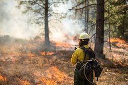 Climate-Driven Wildfires Are Becoming a Major and Immediate Threat to Species and Biodiversity