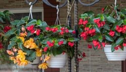 Cómo cultivar begonia tuberosa en una cesta colgante y disfrutar de sus flores este verano